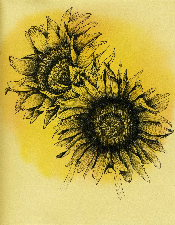 Gallery For Sunflower Botanical Illustration
